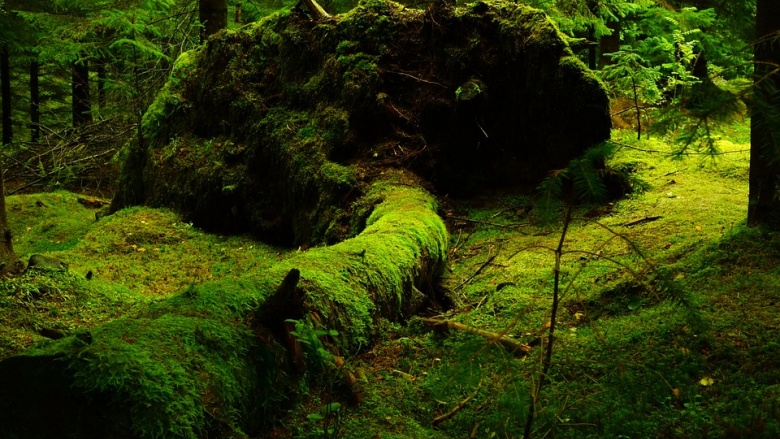 Wildnis im Siebengebirge