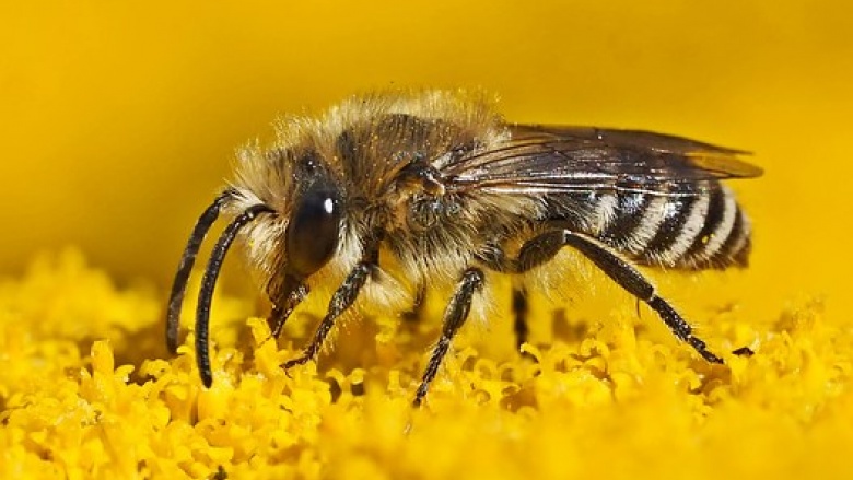 Naturschutz in Königswinter: Bienen- und insektenfreundliche Blumenwiesen! Naturschutz in Königswinter: Bienen- und insektenfreundliche Blumenwiesen!