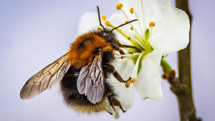 Insekten- und bienenfreundliches Königswinter